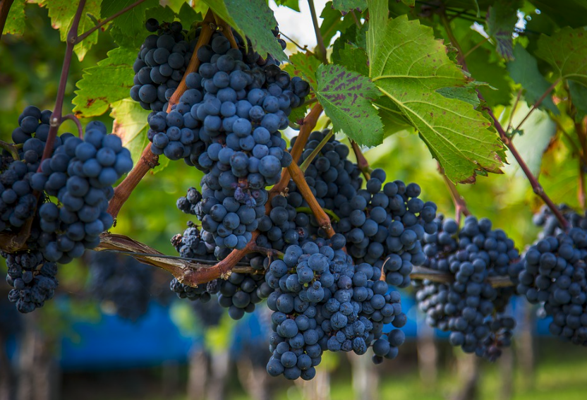 Un paseo por las mejores bodegas uruguayas